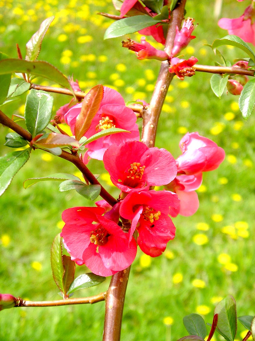 Fonds d'cran Nature Fleurs pommier japonnais