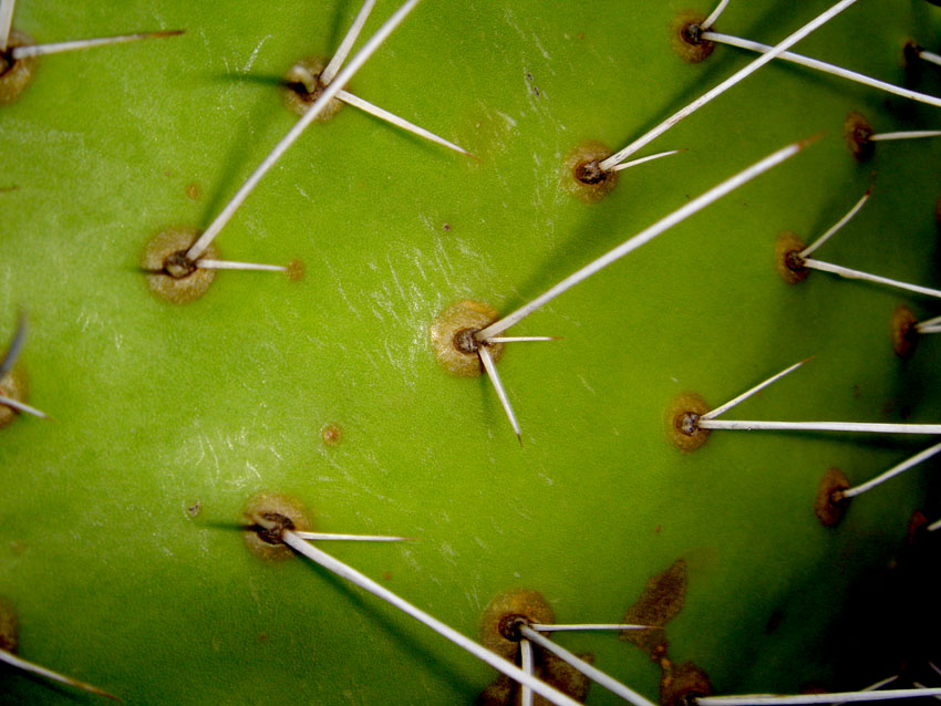 Fonds d'cran Nature Plantes - Arbustes epine de cactus