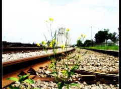 Fonds d'cran Nature life In The Railroad