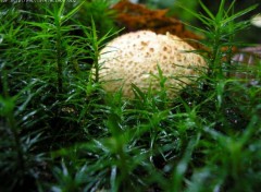 Fonds d'cran Nature http://artiste.arimos.org Champignons