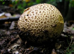 Fonds d'cran Nature http://artiste.arimos.org Champignons