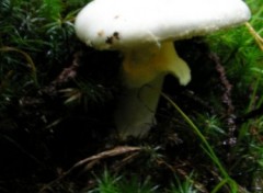 Fonds d'cran Nature http://artiste.arimos.org Champignons