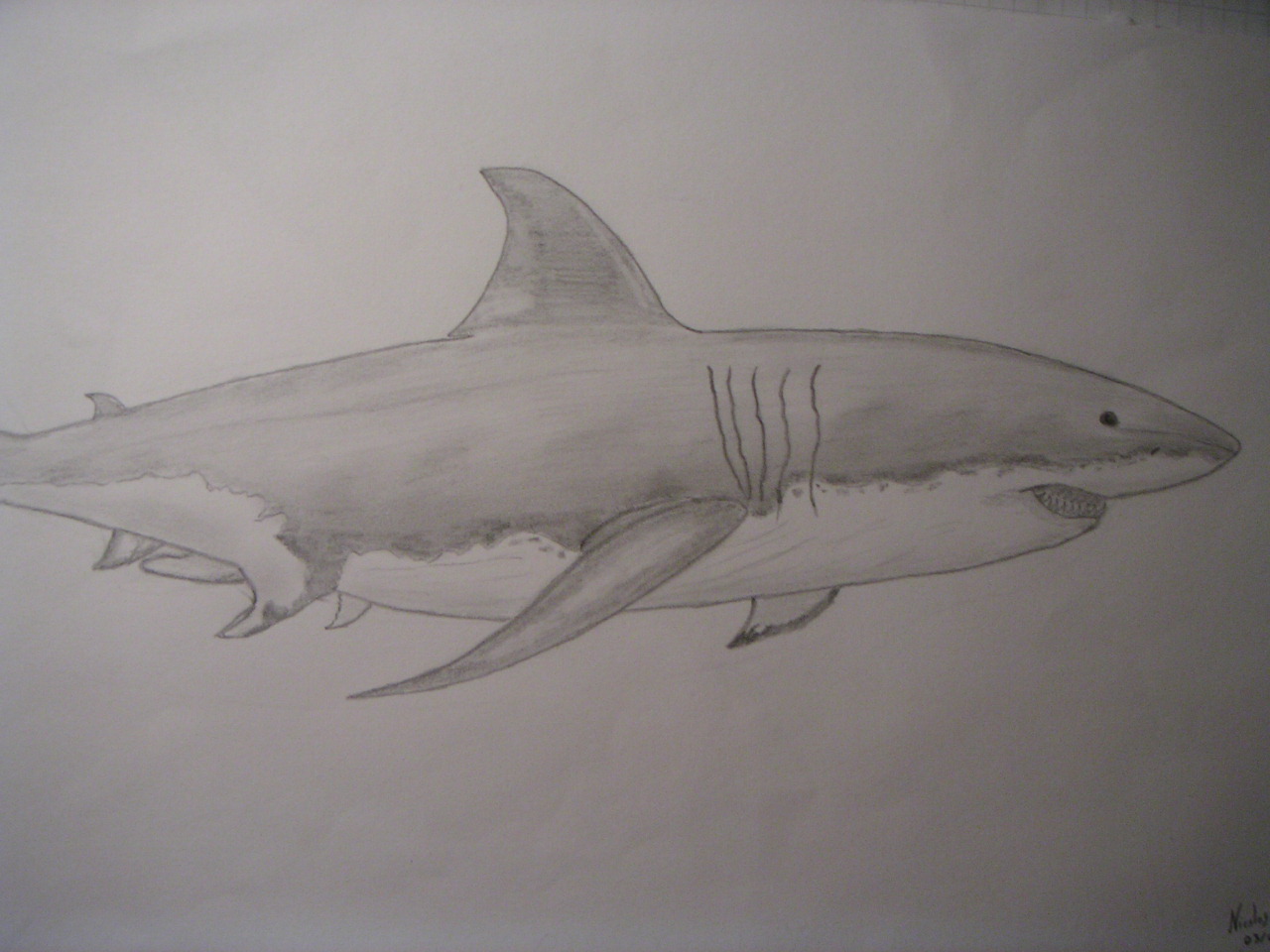 Wallpapers Art - Pencil Animals - Aquatic mammals Grand requin blanc