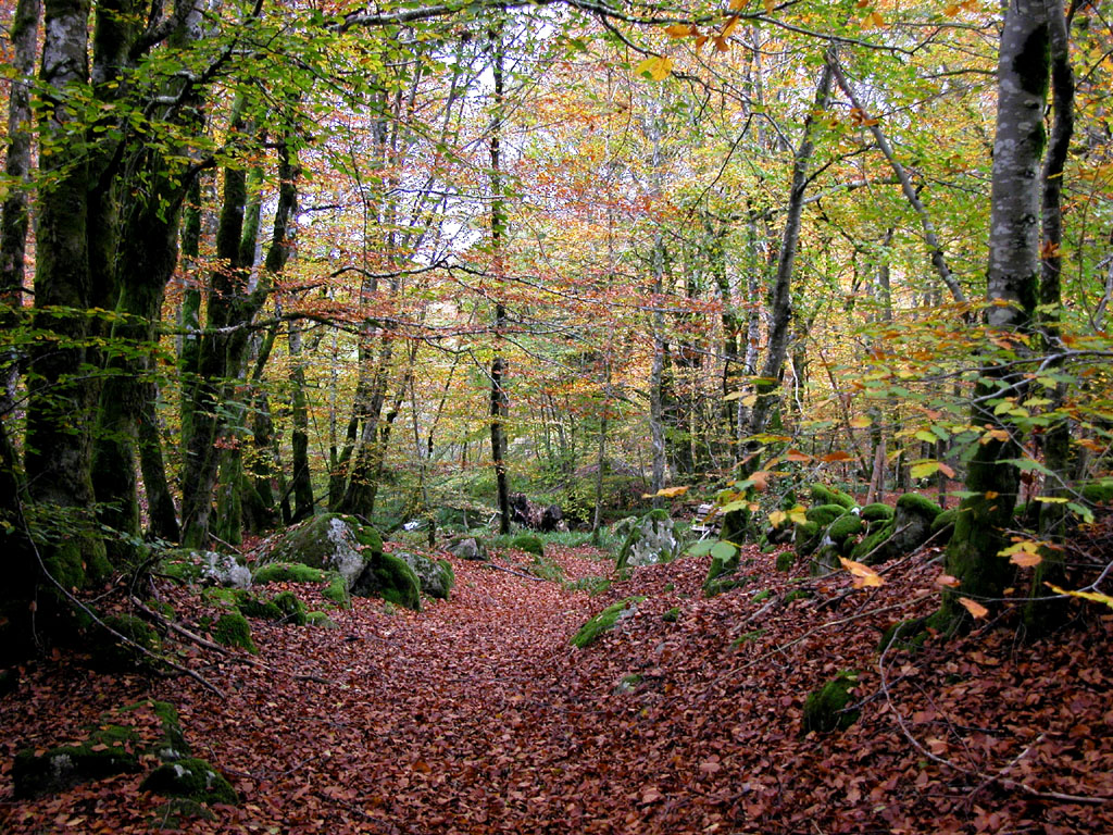 Fonds d'cran Nature Saisons - Automne sous-bois