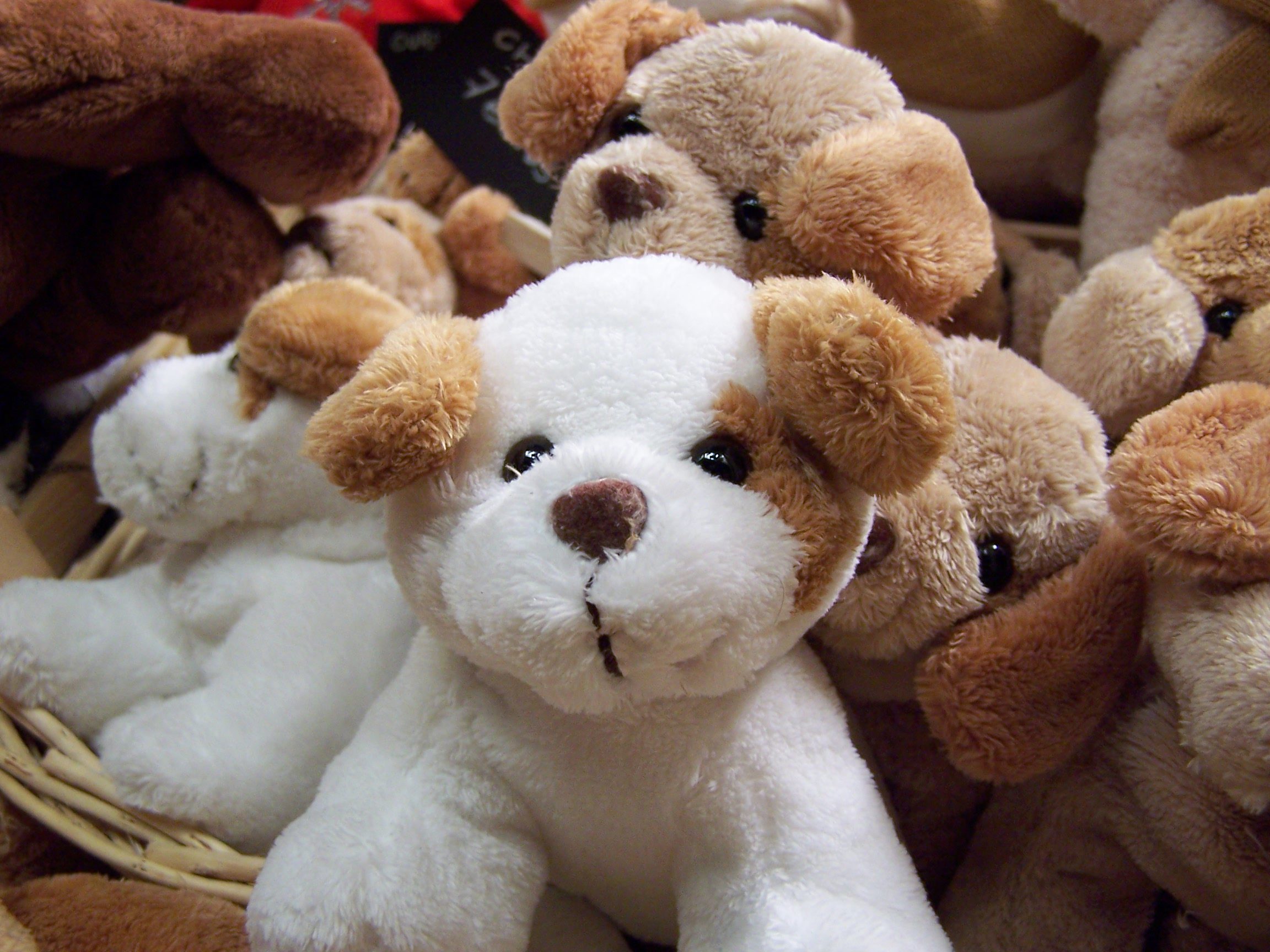 Fonds d'cran Objets Peluches Ptit chien et ses amis