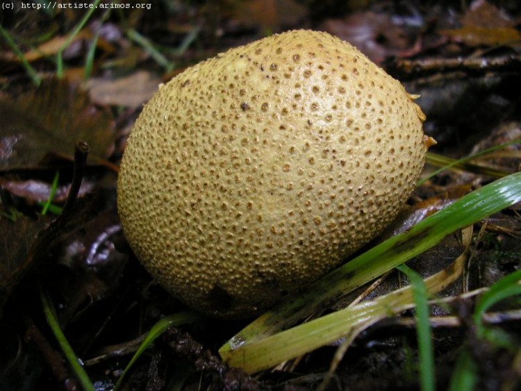 Fonds d'cran Nature Champignons http://artiste.arimos.org Champignons