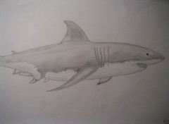 Wallpapers Art - Pencil Grand requin blanc