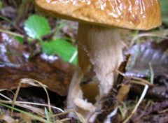 Fonds d'cran Nature http://artiste.arimos.org Champignons