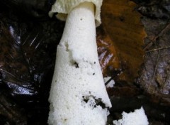 Fonds d'cran Nature http://artiste.arimos.org Champignons