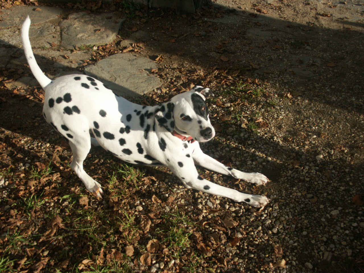 Fonds d'cran Animaux Chiens ROSA