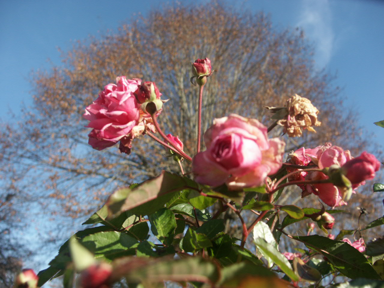 Fonds d'cran Nature Fleurs 