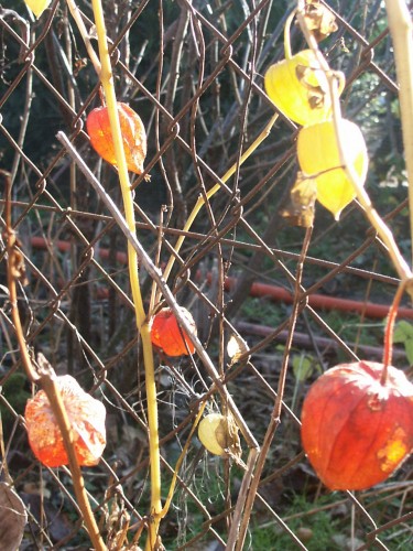 Fonds d'cran Nature Fleurs Cages d'Amour