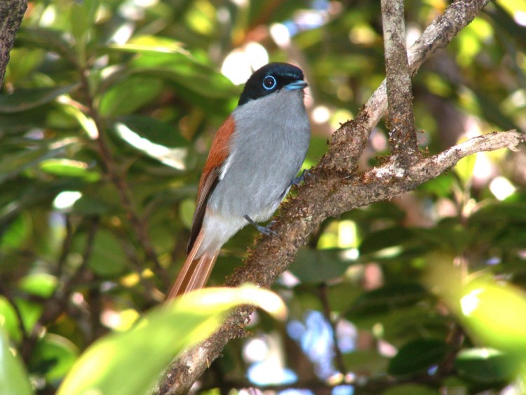 Fonds d'cran Animaux Oiseaux - Divers Ile de la Reunion