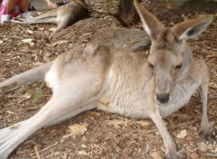 Fonds d'cran Animaux Kangourou