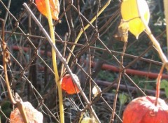 Fonds d'cran Nature Cages d'Amour