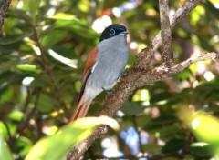 Fonds d'cran Animaux Ile de la Reunion