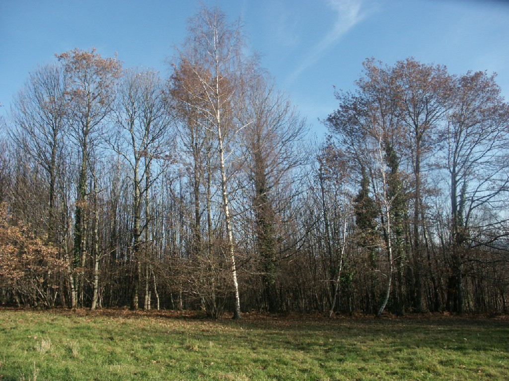 Fonds d'cran Nature Arbres - Forts 