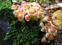 Fonds d'cran Nature http://artiste.arimos.org Champignons