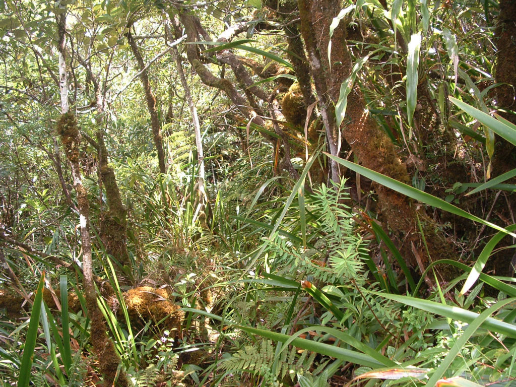 Fonds d'cran Voyages : Afrique La Runion Ile de la Reunion