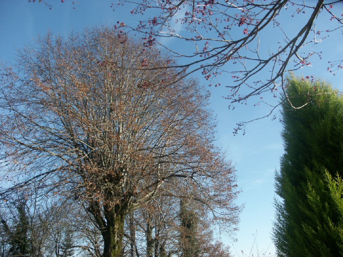 Fonds d'cran Nature Arbres - Forts 