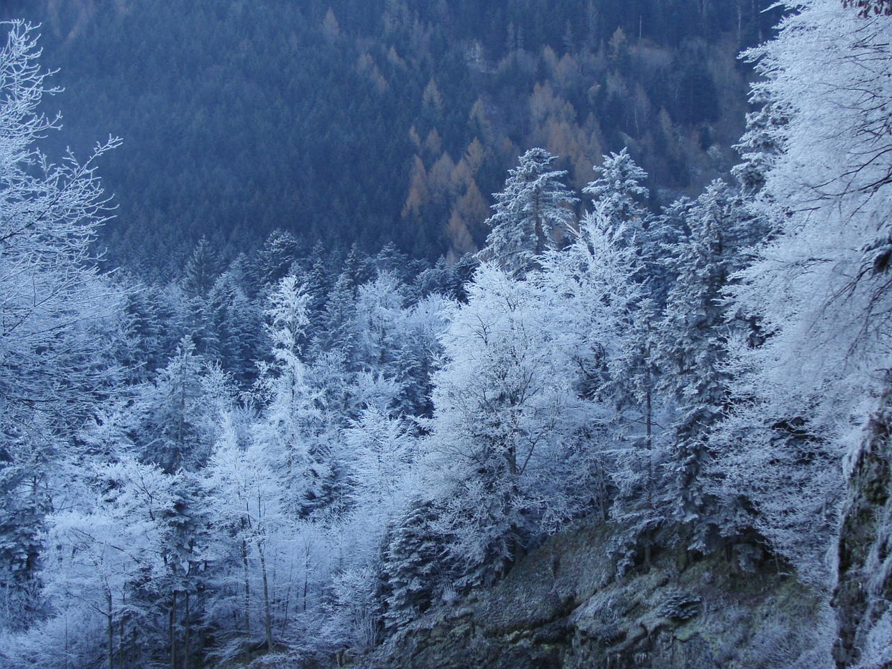 Fonds d'cran Nature Saisons - Hiver VOSGES(88) givre sur sapins