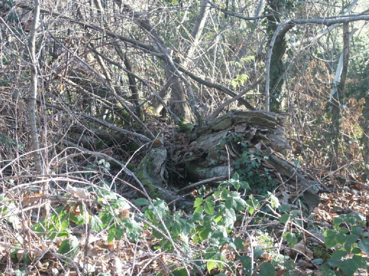 Fonds d'cran Nature Arbres - Forts Bois mort