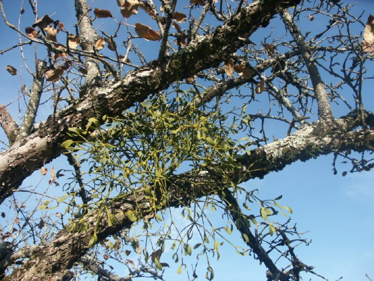 Fonds d'cran Nature Arbres - Forts Embrassons nous sous le gui