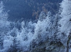 Wallpapers Nature VOSGES(88) givre sur sapins