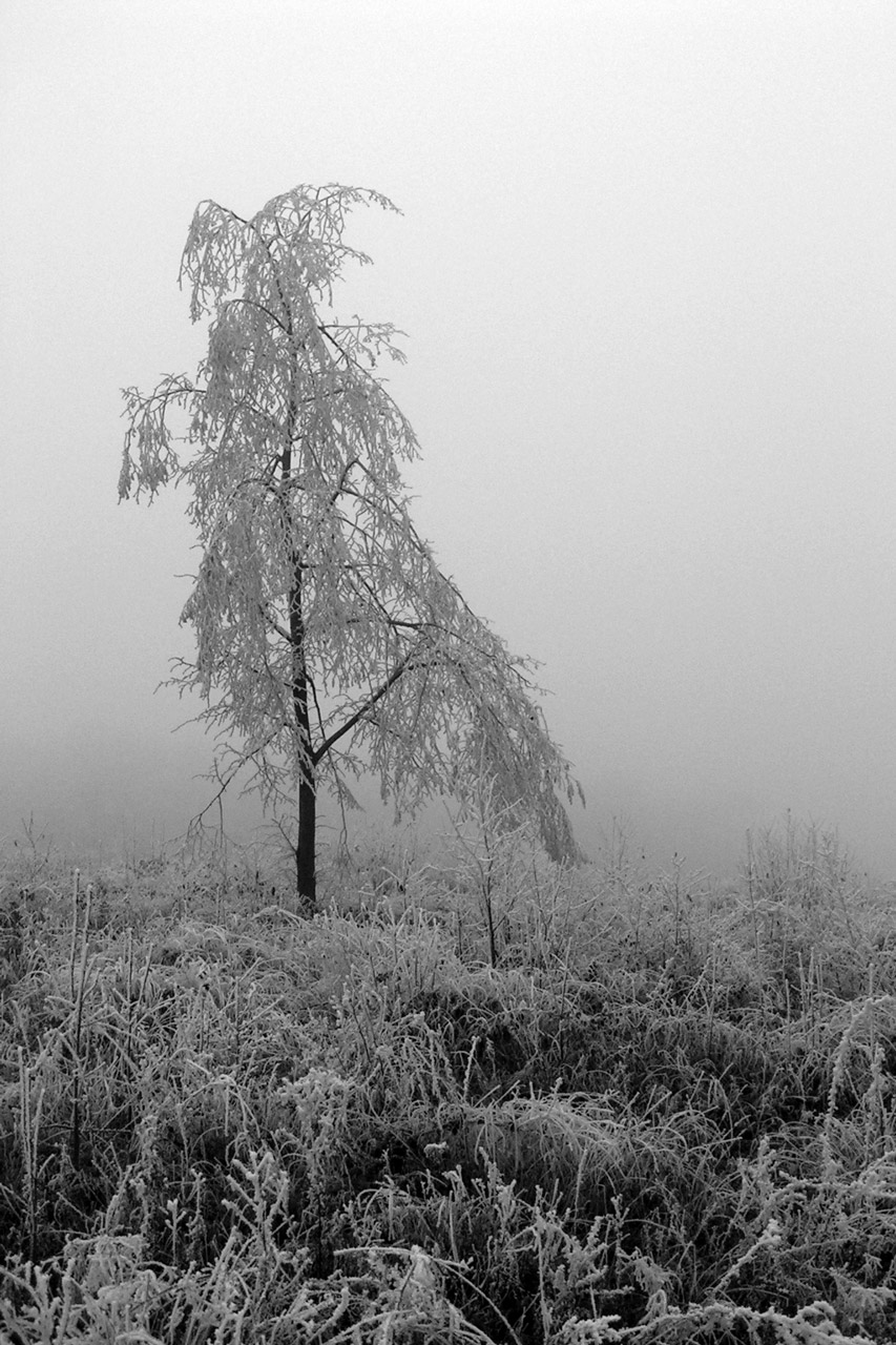 Wallpapers Nature Saisons - Winter Solitude hivernale 2