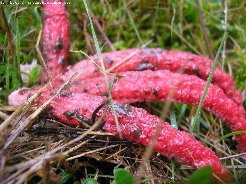 Fonds d'cran Nature Champignons http://artiste.arimos.org Champignons