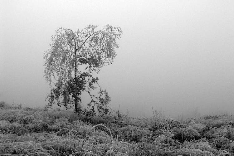 Fonds d'cran Nature Saisons - Hiver Solitude hivernale