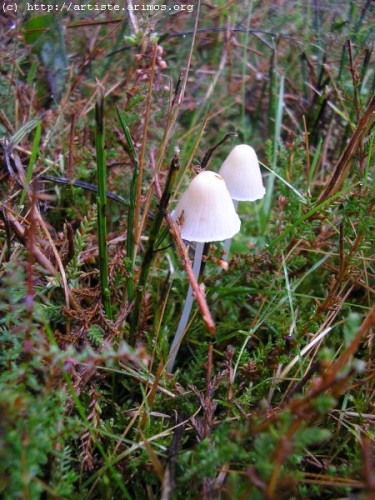 Fonds d'cran Nature Champignons http://artiste.arimos.org Champignons