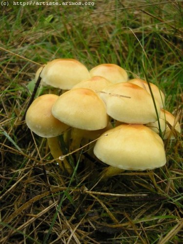 Fonds d'cran Nature Champignons http://artiste.arimos.org Champignons