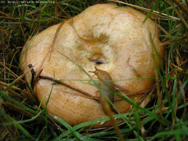 Fonds d'cran Nature Champignons http://artiste.arimos.org Champignons