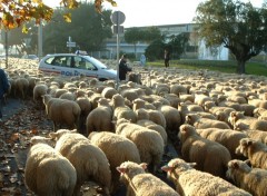 Fonds d'cran Animaux entoure.............