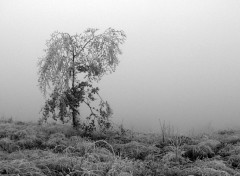 Fonds d'cran Nature Solitude hivernale