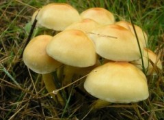 Fonds d'cran Nature http://artiste.arimos.org Champignons