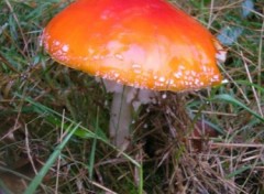 Fonds d'cran Nature http://artiste.arimos.org Champignons