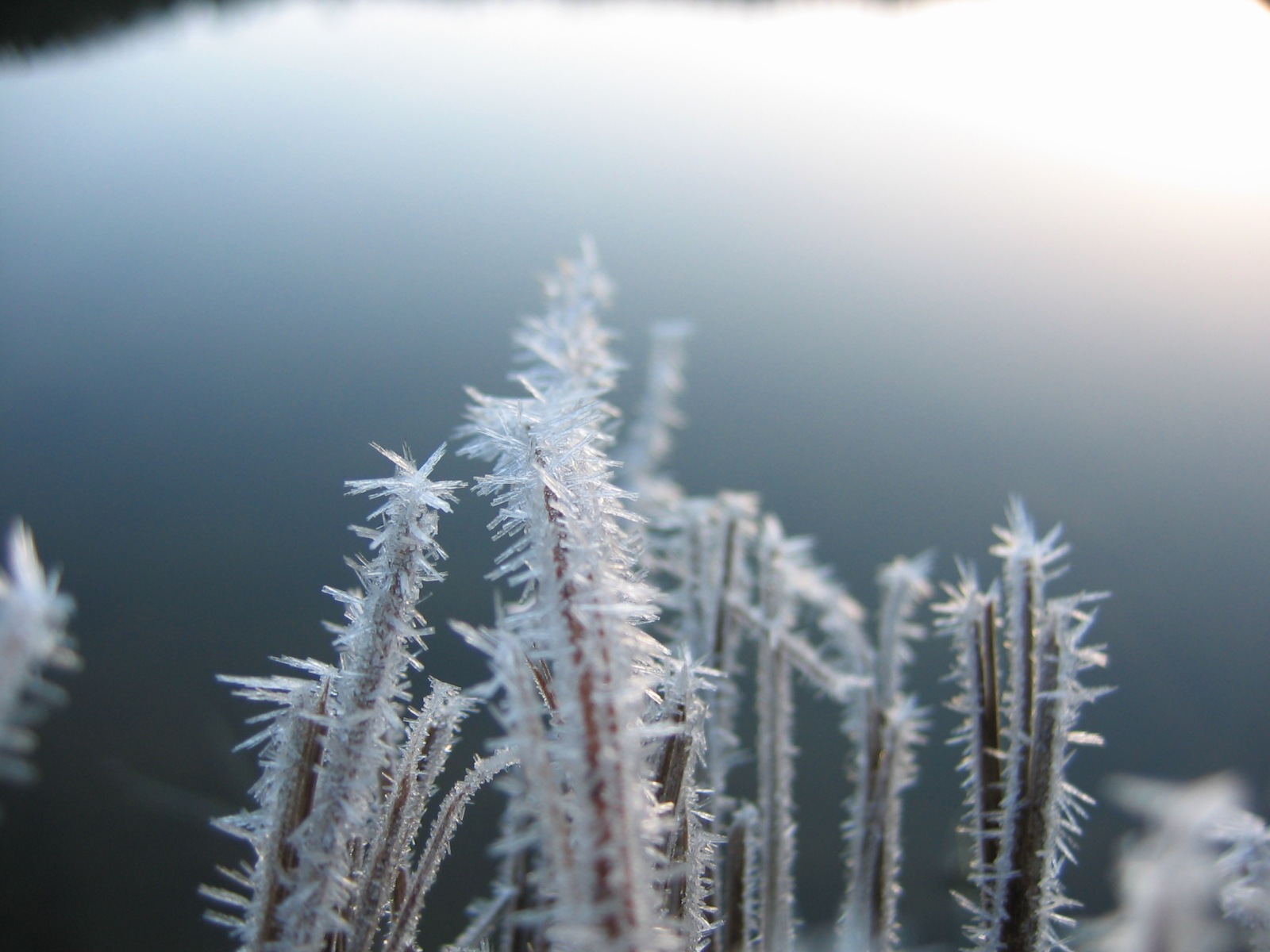 Wallpapers Nature Saisons - Winter Herbes givres