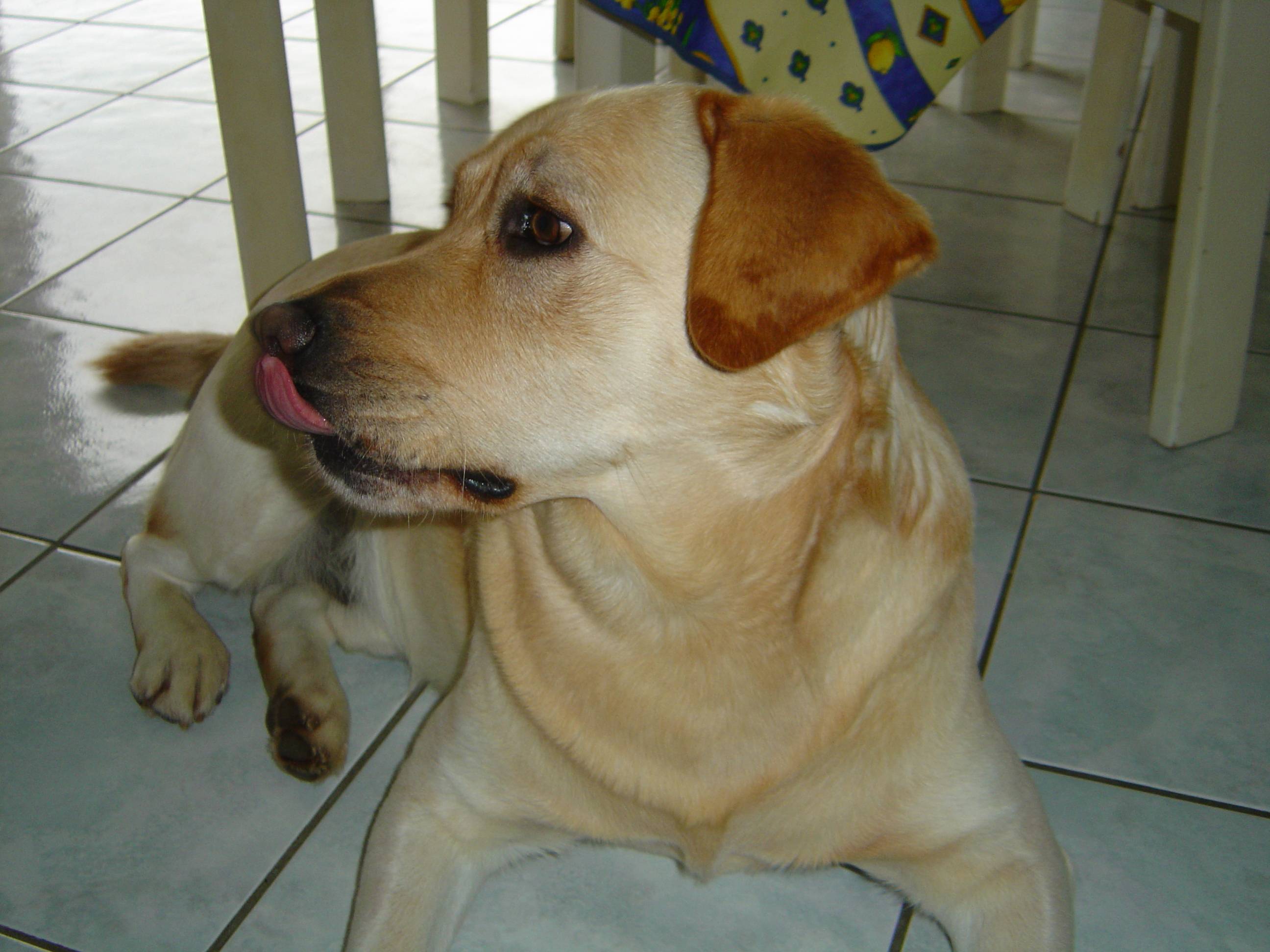 Fonds d'cran Animaux Chiens Labrador