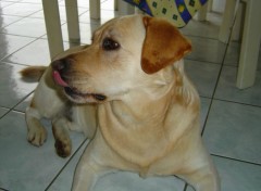 Fonds d'cran Animaux Labrador