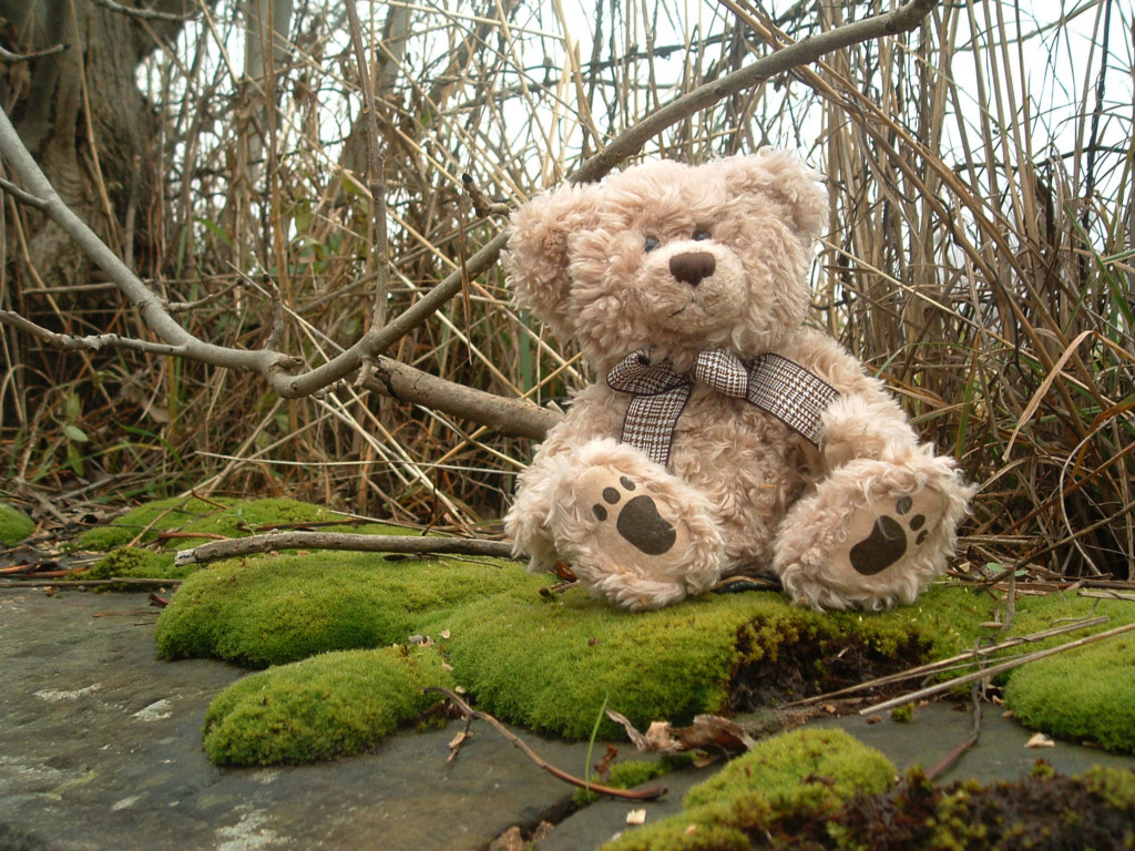 Fonds d'cran Objets Peluches Petit Ours sur un lit de mousse...