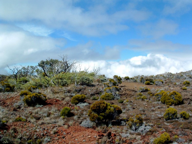 Fonds d'cran Voyages : Afrique La Runion Ile de la Reunion : 2 300 m