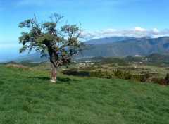 Fonds d'cran Voyages : Afrique Ile de la Reunion : 2 200 m