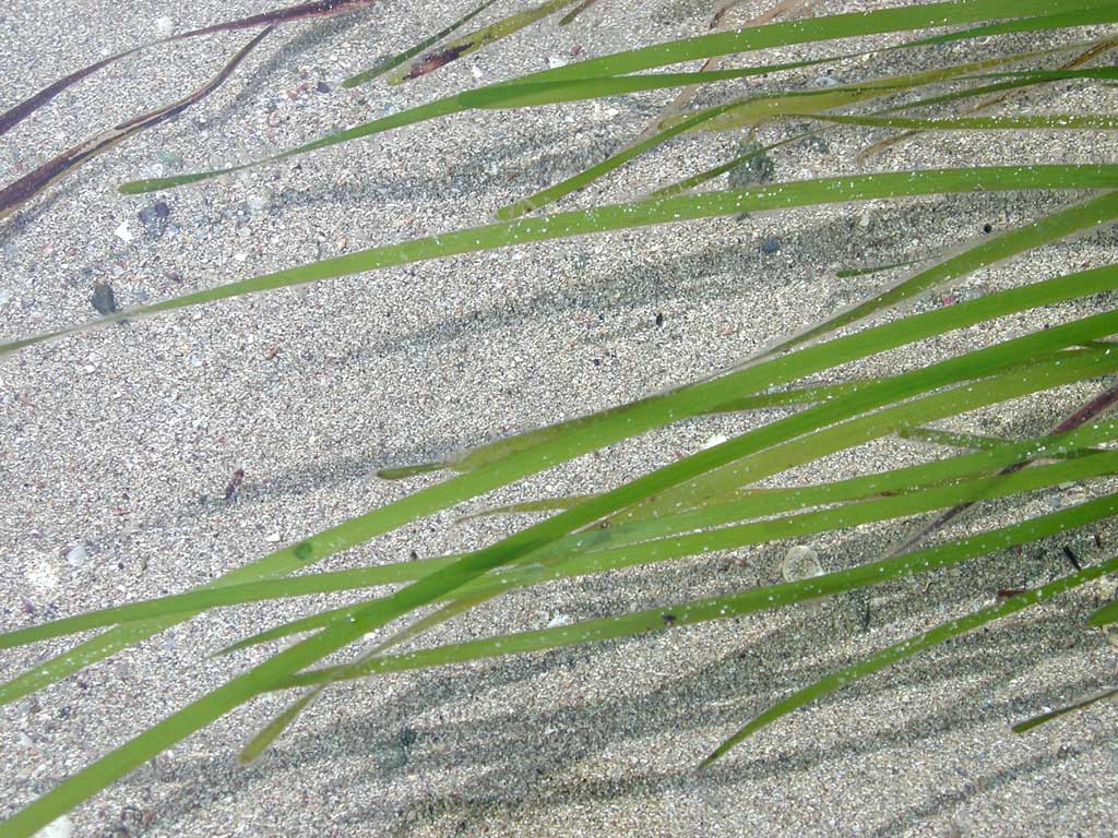 Fonds d'cran Nature Mers - Ocans - Plages chevelure de sirene