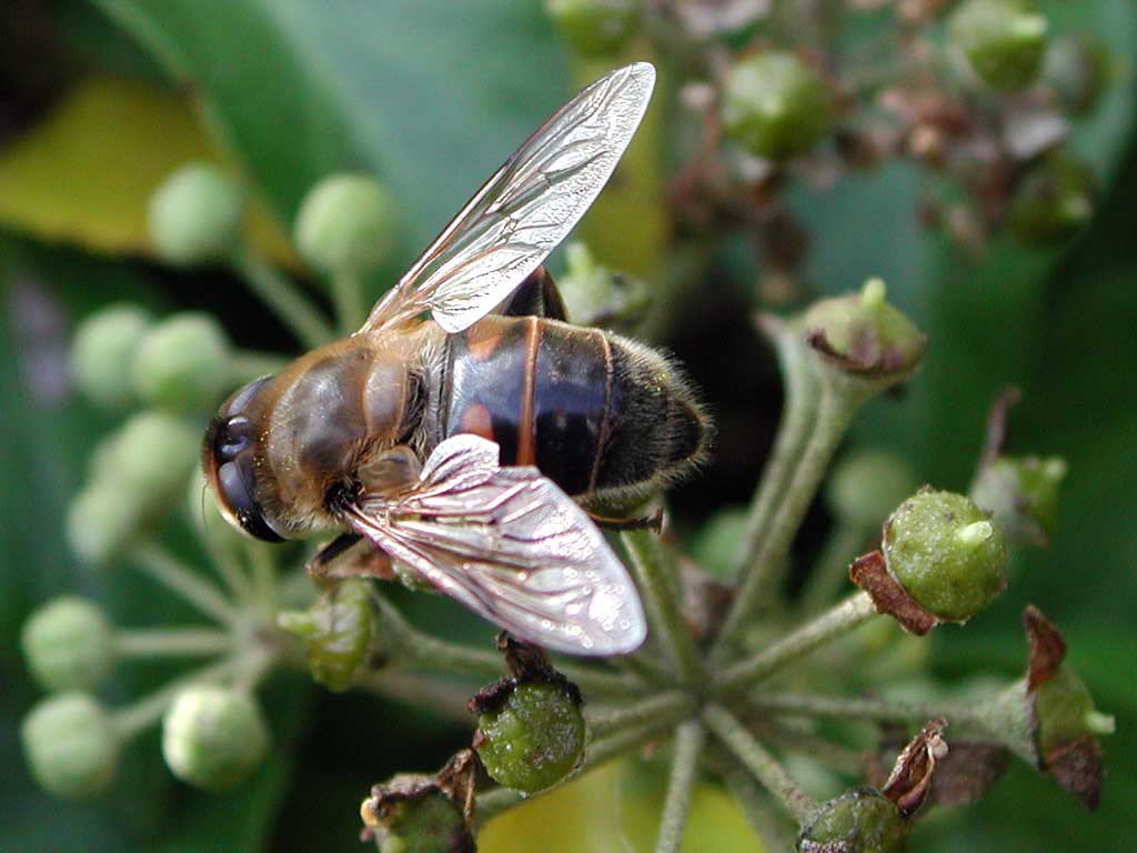 Fonds d'cran Animaux Insectes - Abeilles Gupes ... fais ton miel !