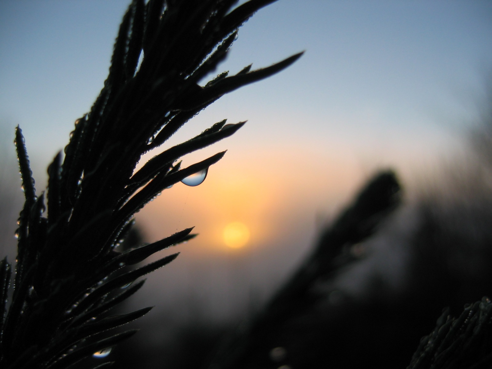 Fonds d'cran Nature Couchers et levers de Soleil Goutte d'eau