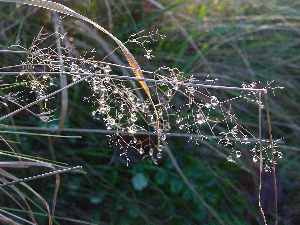 Wallpapers Nature Water gougoutte !