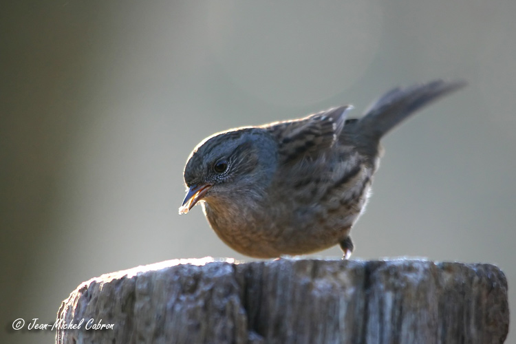 Wallpapers Animals Birds - Misc 