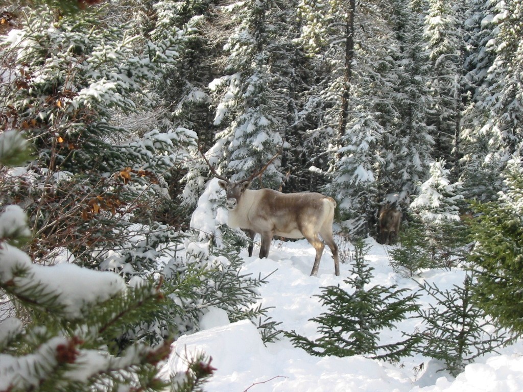 Fonds d'cran Animaux Cervids 